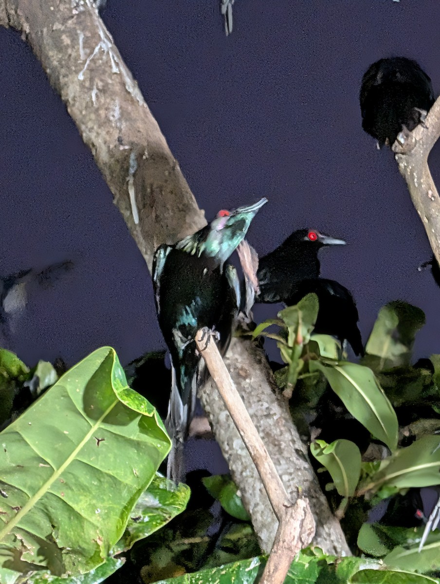 Metallic Starling - ML642258724