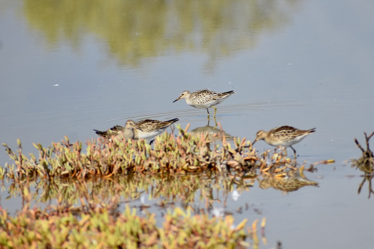 Pectoral Sandpiper - ML642258728