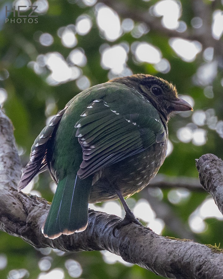 Green Catbird - ML642258734