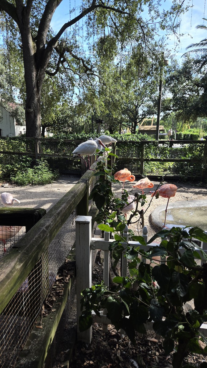 White Ibis - ML642258735