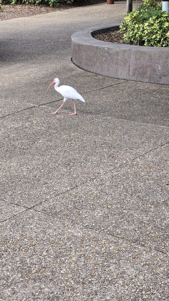 White Ibis - ML642258736