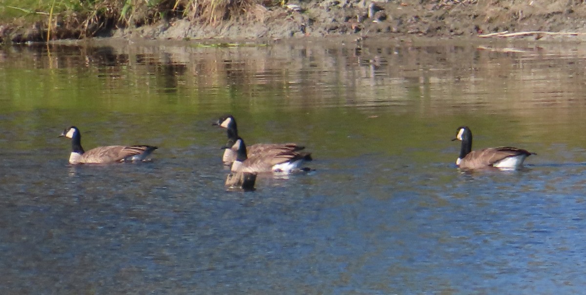 Cackling Goose - ML642258745