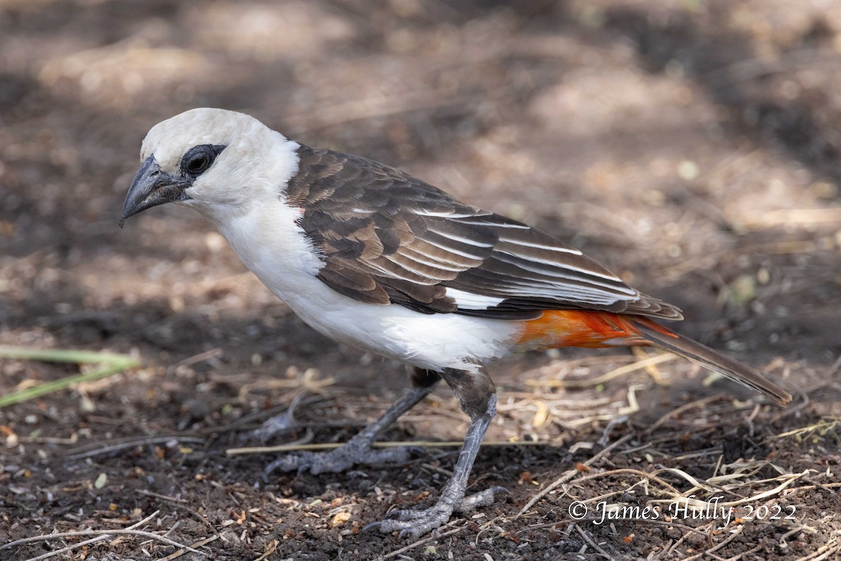 White-headed Buffalo-Weaver - ML642258748