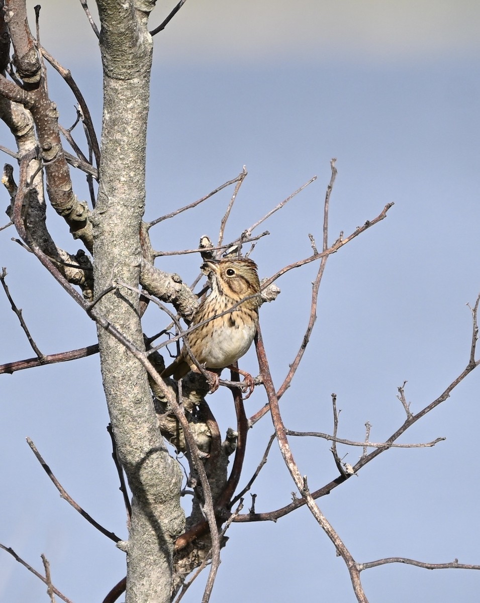 Lincoln's Sparrow - ML642258756