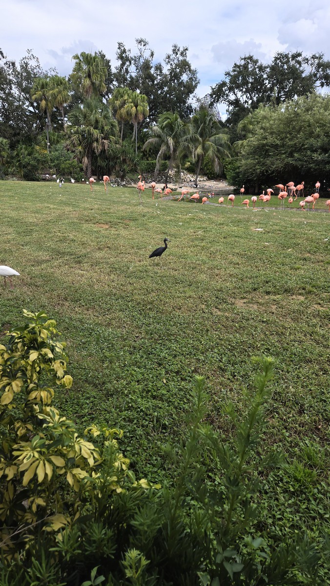Little Blue Heron - ML642258762