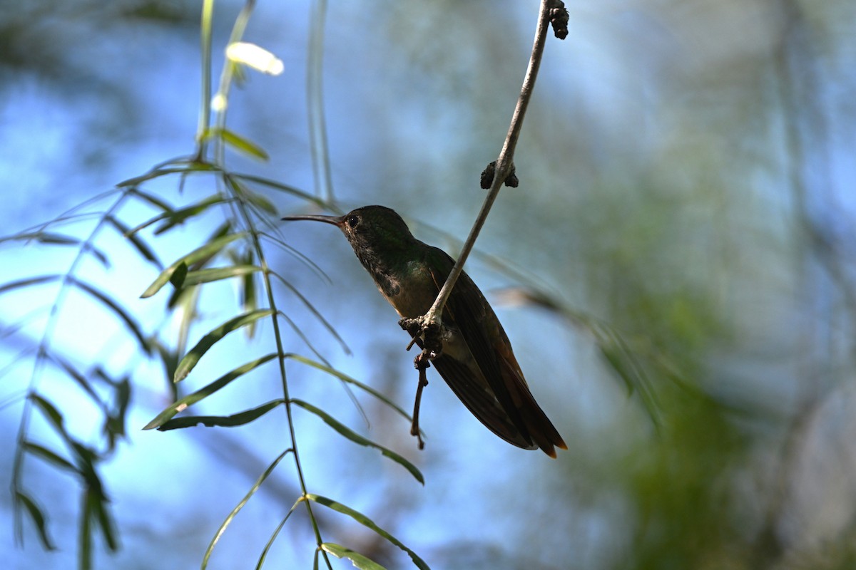 Buff-bellied Hummingbird - ML642258764