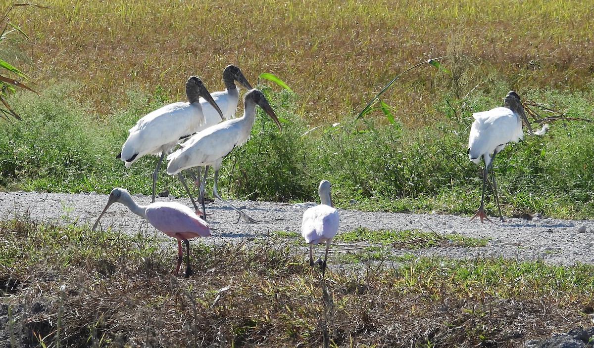Wood Stork - ML642258768