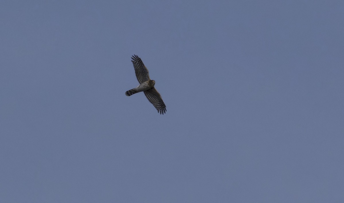 Cooper's Hawk - ML642258770
