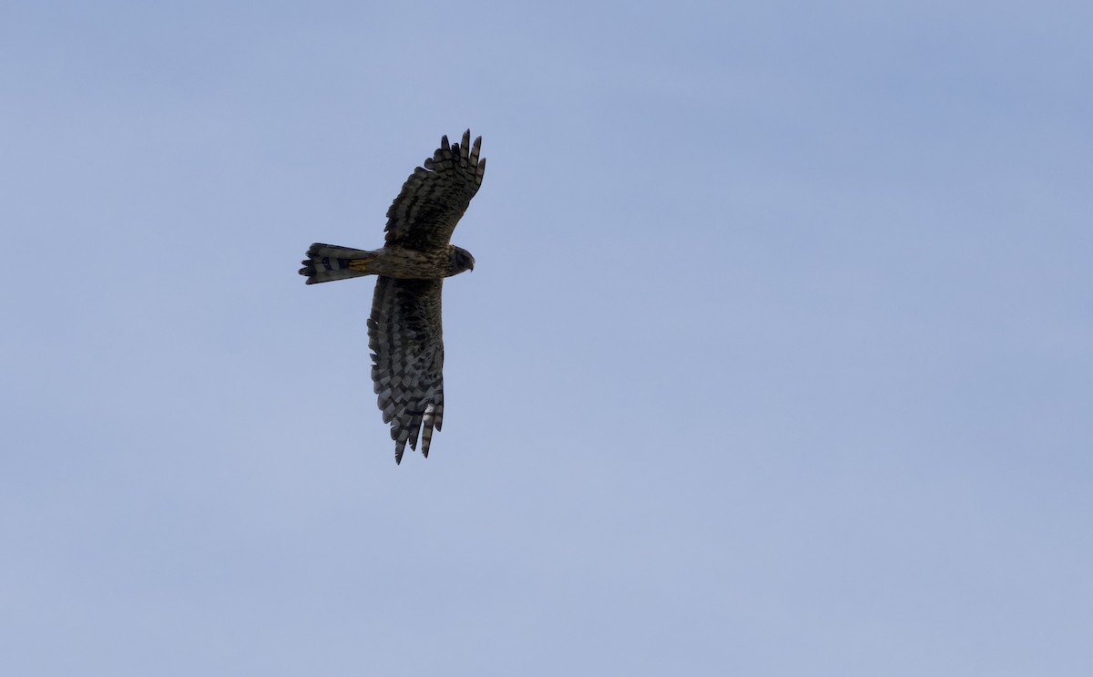 Northern Harrier - ML642258772