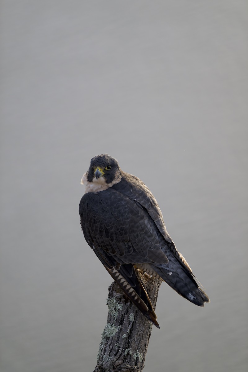 Peregrine Falcon - ML642258775
