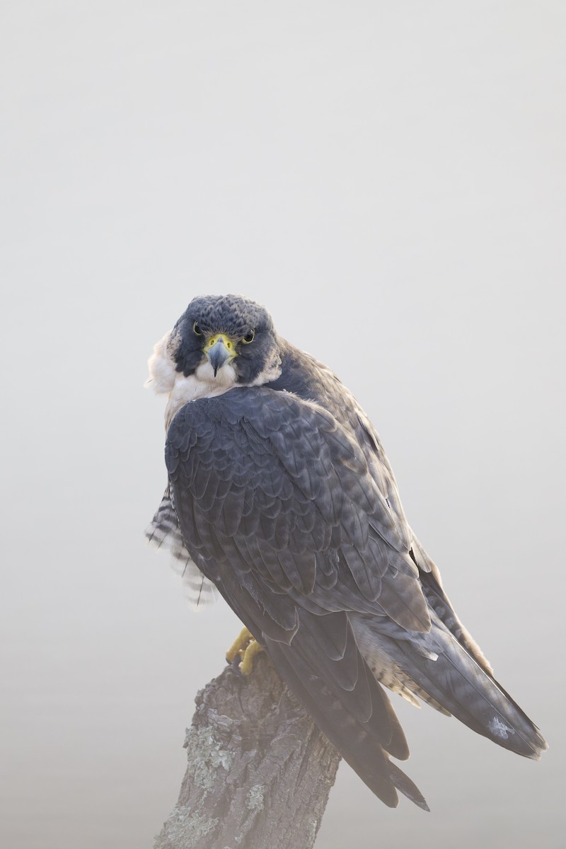 Peregrine Falcon - ML642258776
