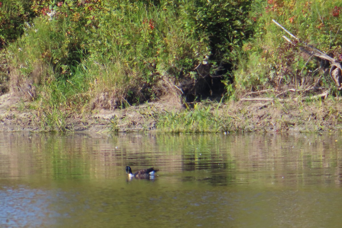 Cackling Goose - ML642258778