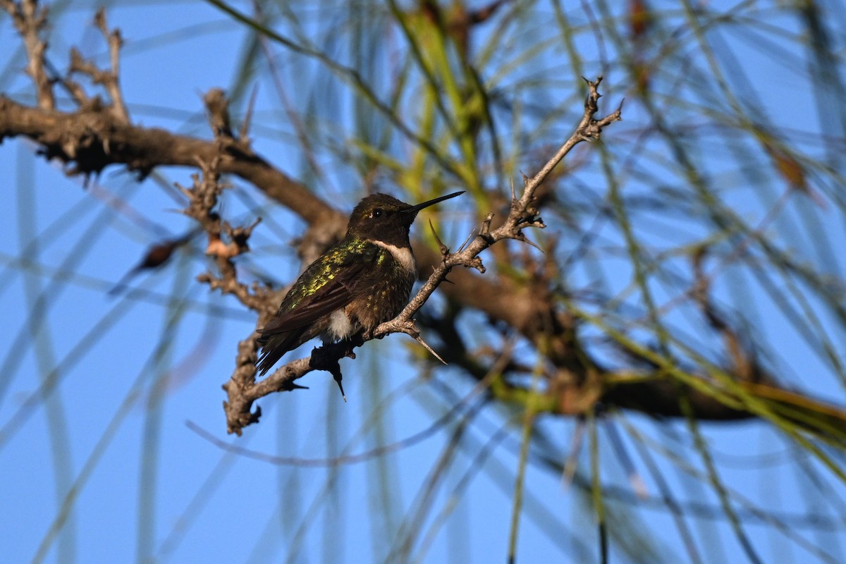 Colibri à gorge rubis - ML642258813