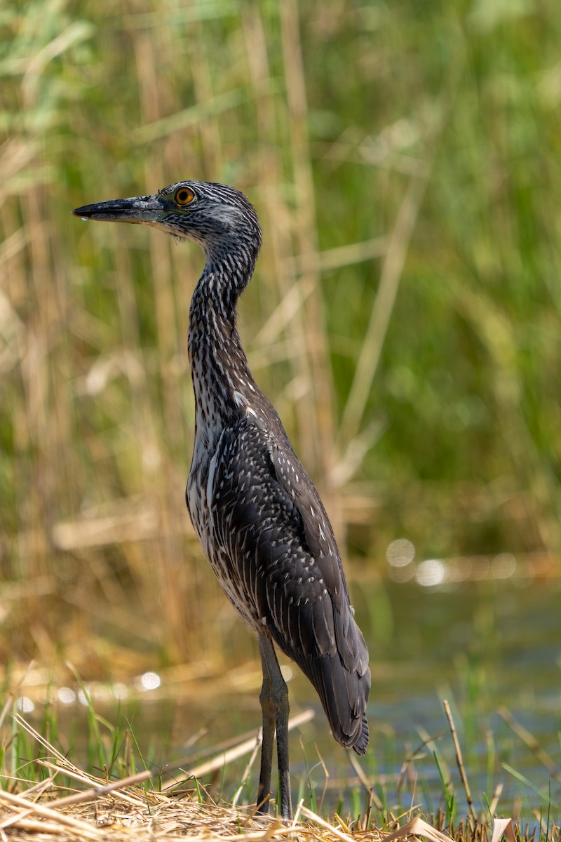 Yellow-crowned Night Heron - ML642258823