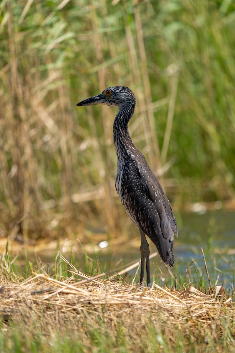 Yellow-crowned Night Heron - ML642258824