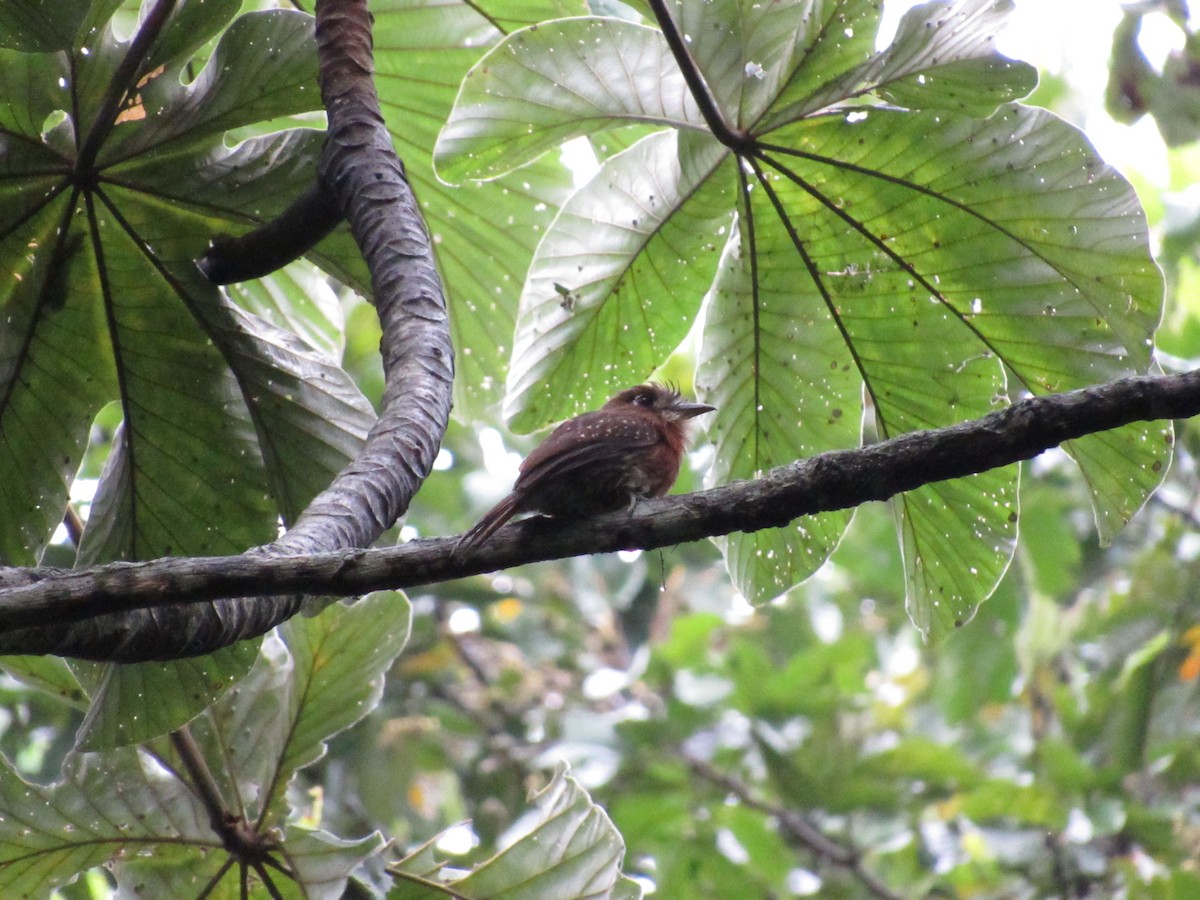 Moustached Puffbird - ML642258836