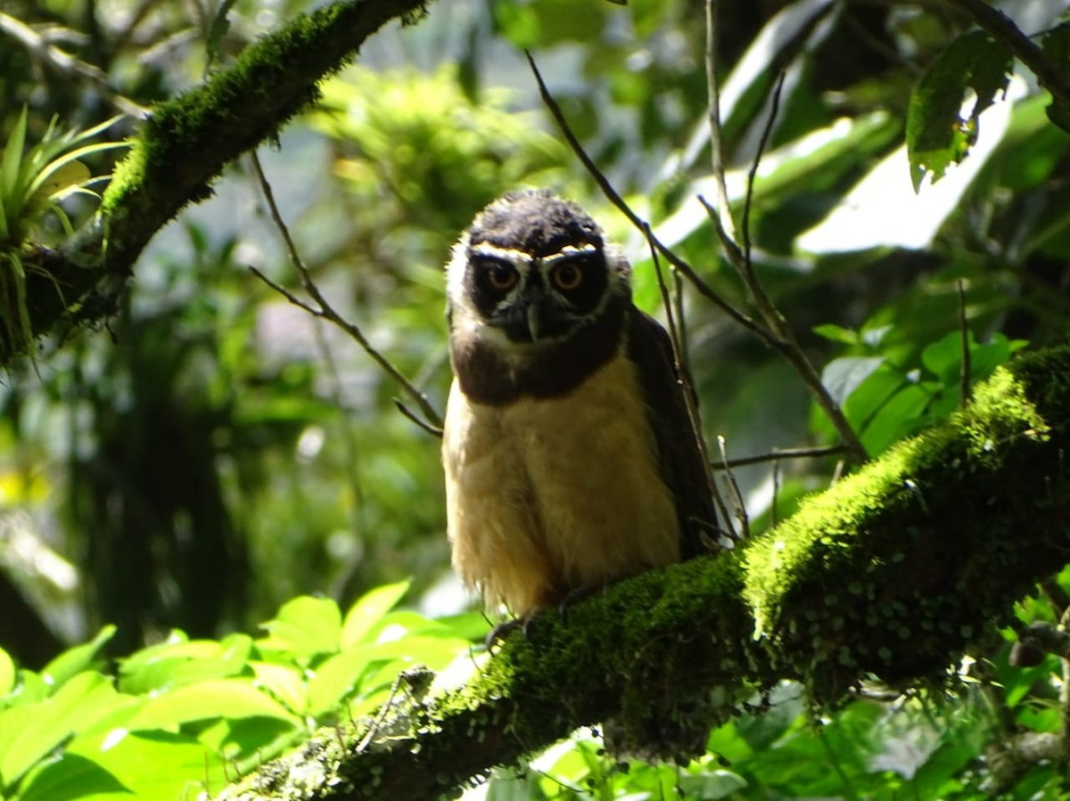 Spectacled Owl - ML642258843