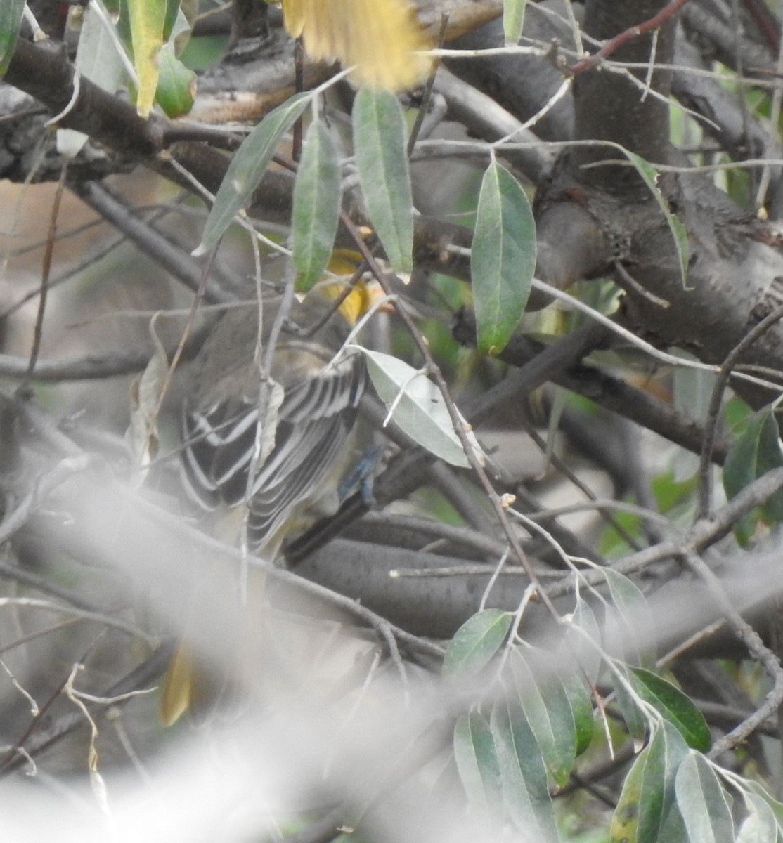 Bullock's Oriole - ML642258868