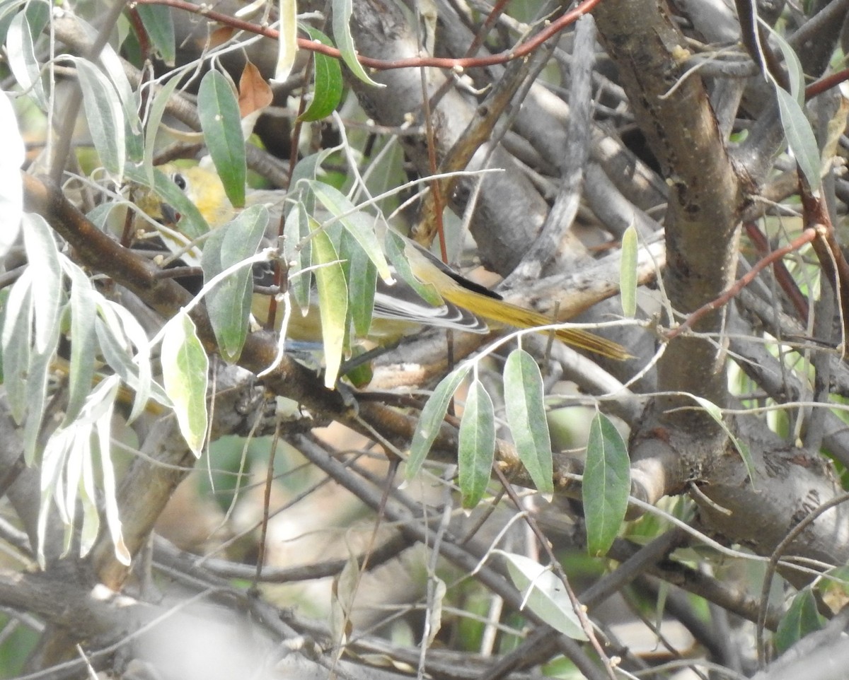 Bullock's Oriole - ML642258869