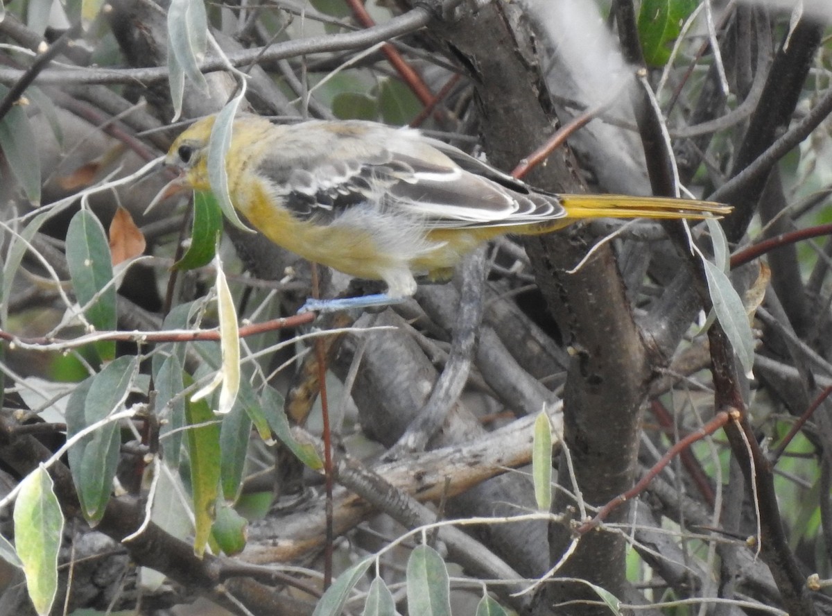 Bullock's Oriole - ML642258870