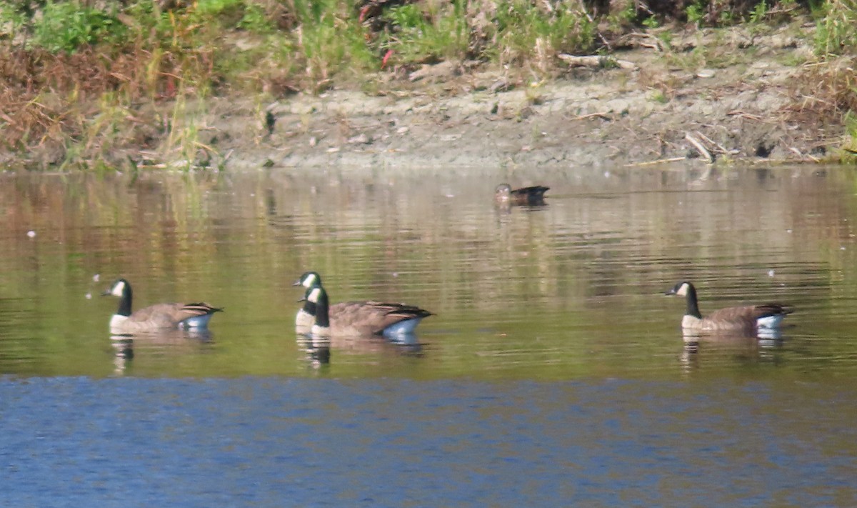 Cackling Goose - ML642258876