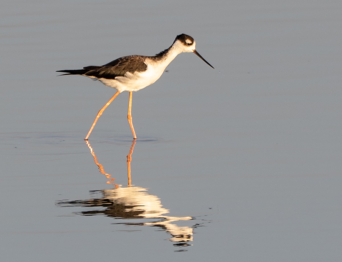 Black-necked Stilt - ML642258898