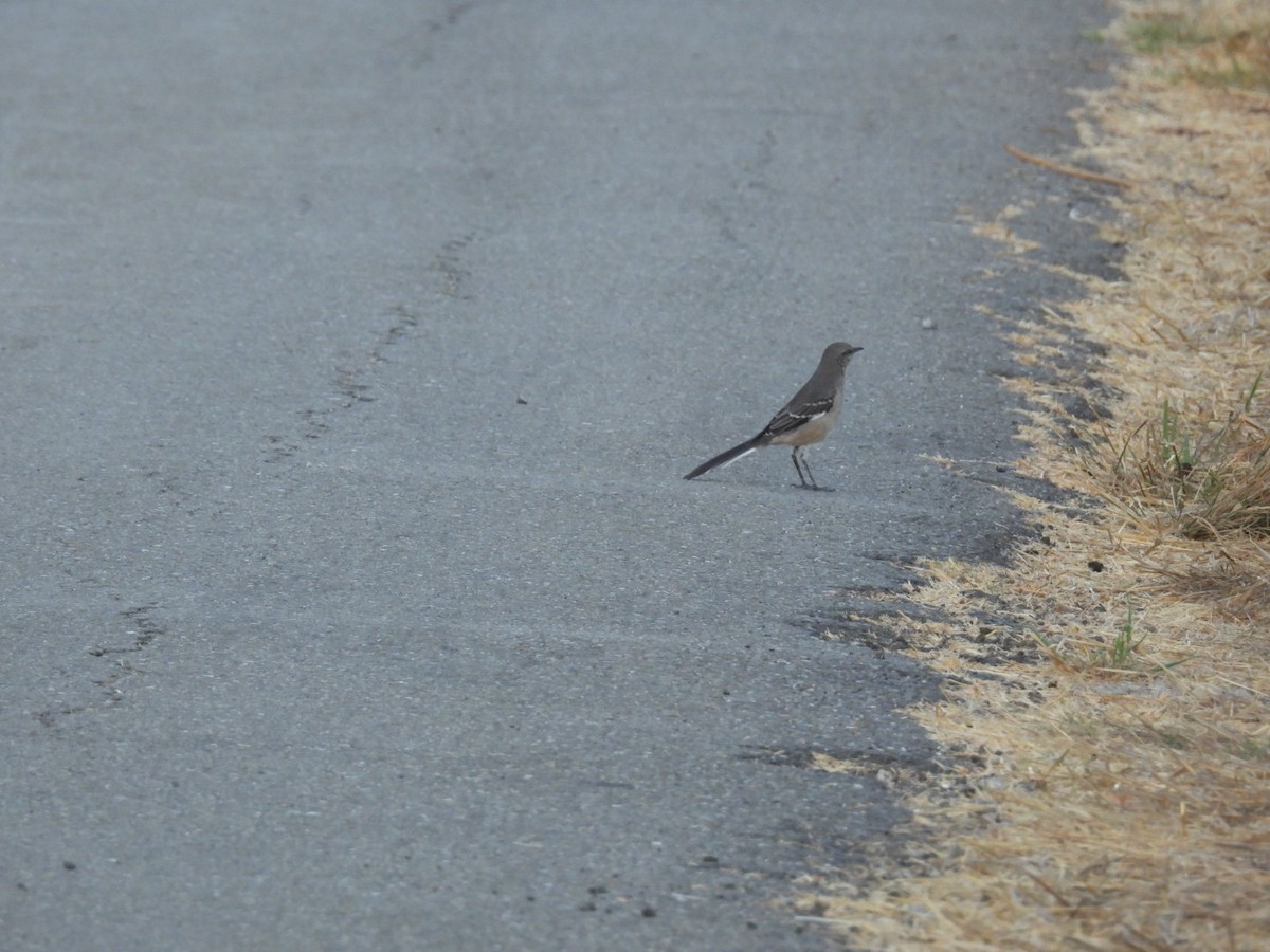 Northern Mockingbird - ML642258900