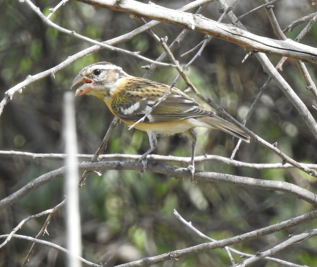 Black-headed Grosbeak - ML642258912