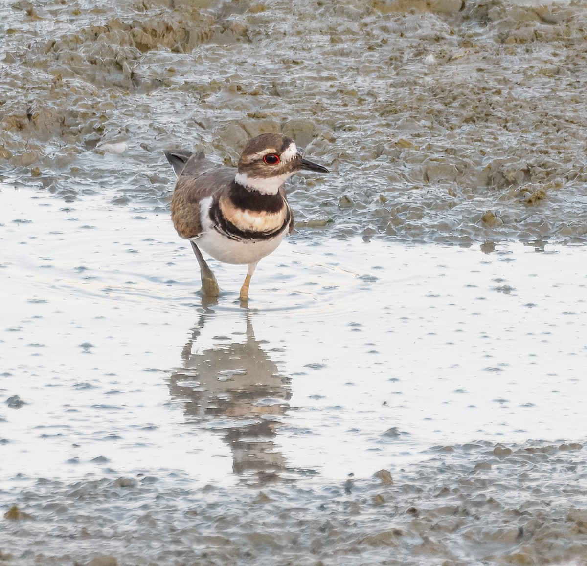 Killdeer - ML642258915