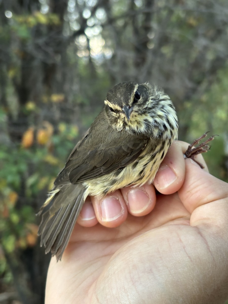 Northern Waterthrush - ML642258920