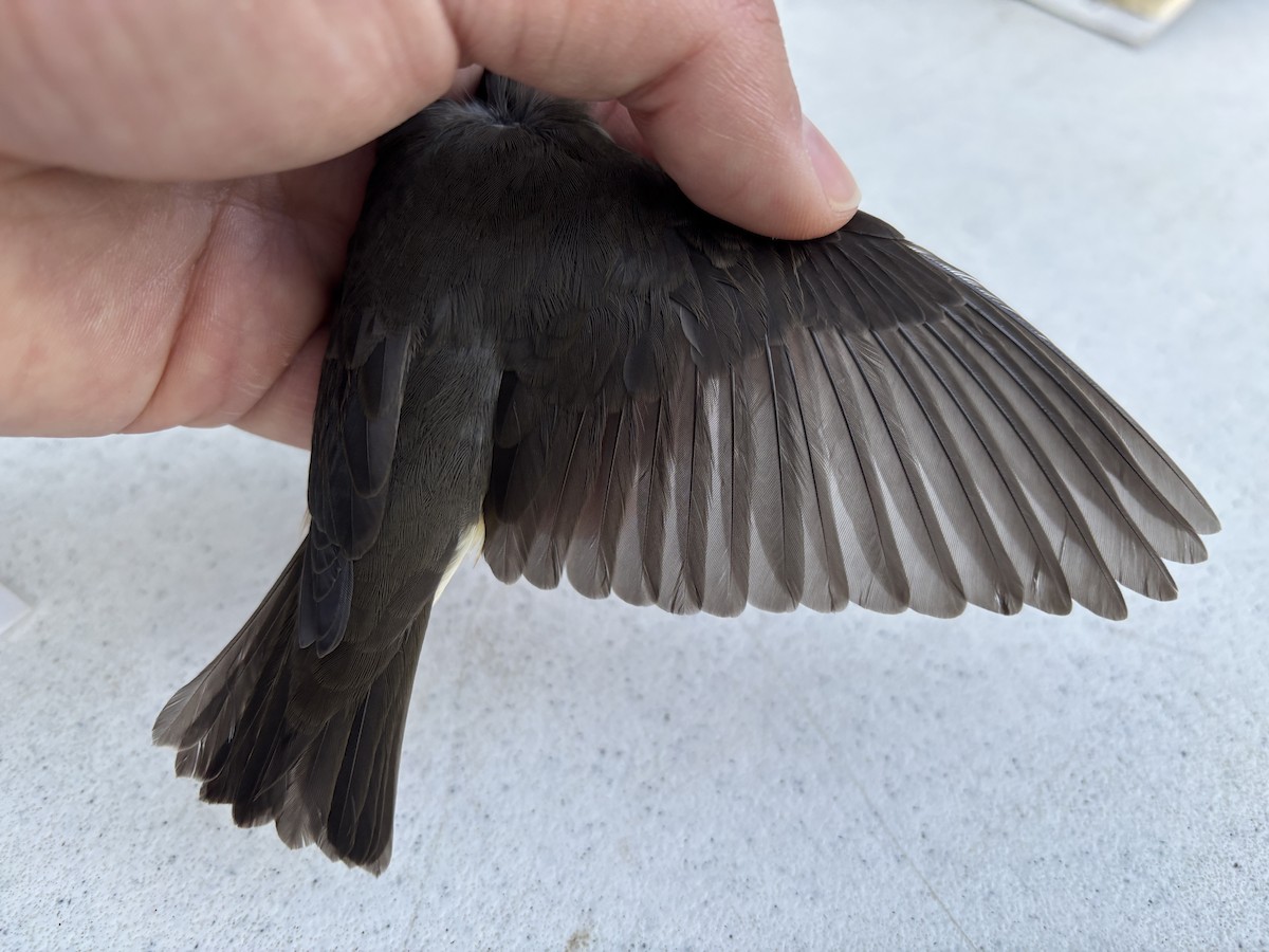 Northern Waterthrush - ML642258922