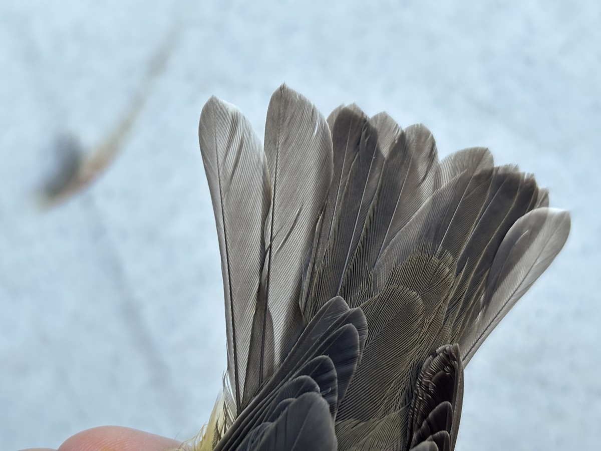 Northern Waterthrush - ML642258933