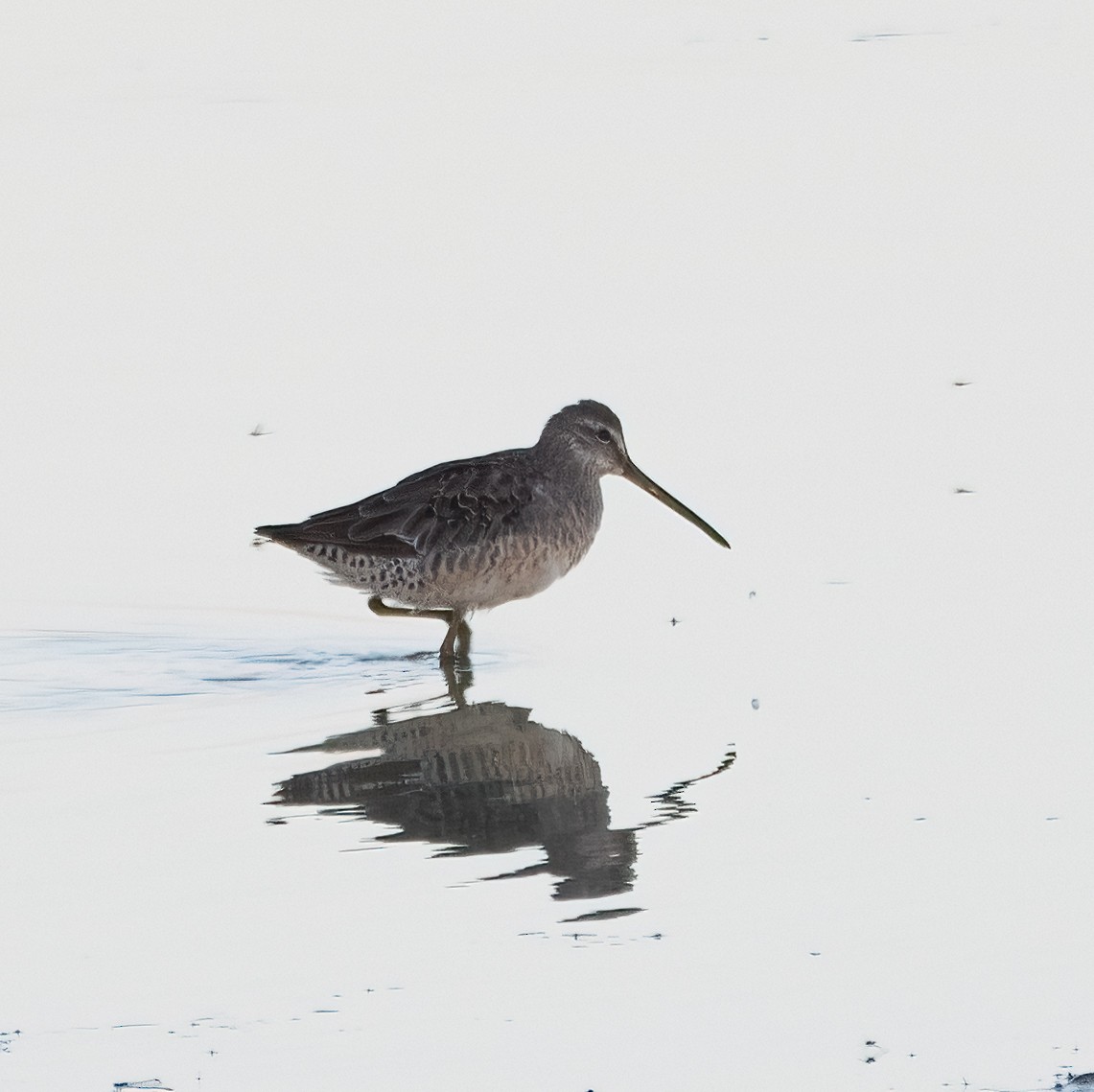 Long-billed Dowitcher - ML642258945