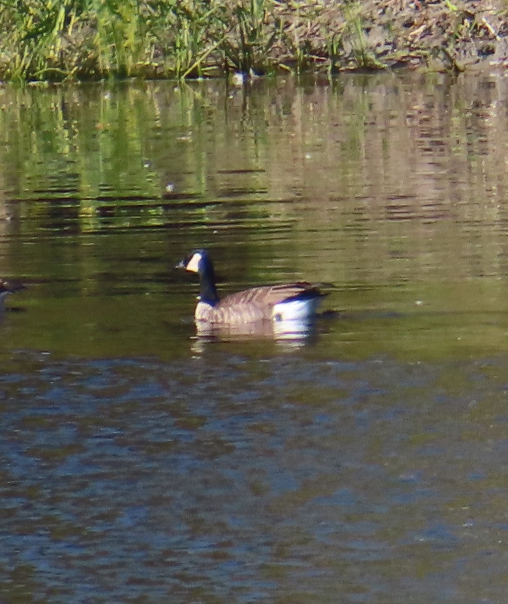 Cackling Goose - ML642258946