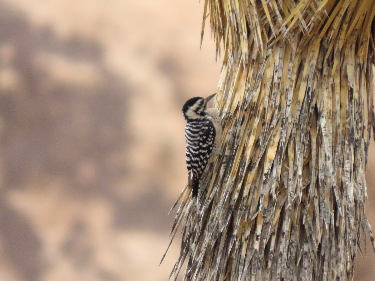 Ladder-backed Woodpecker - ML642258952