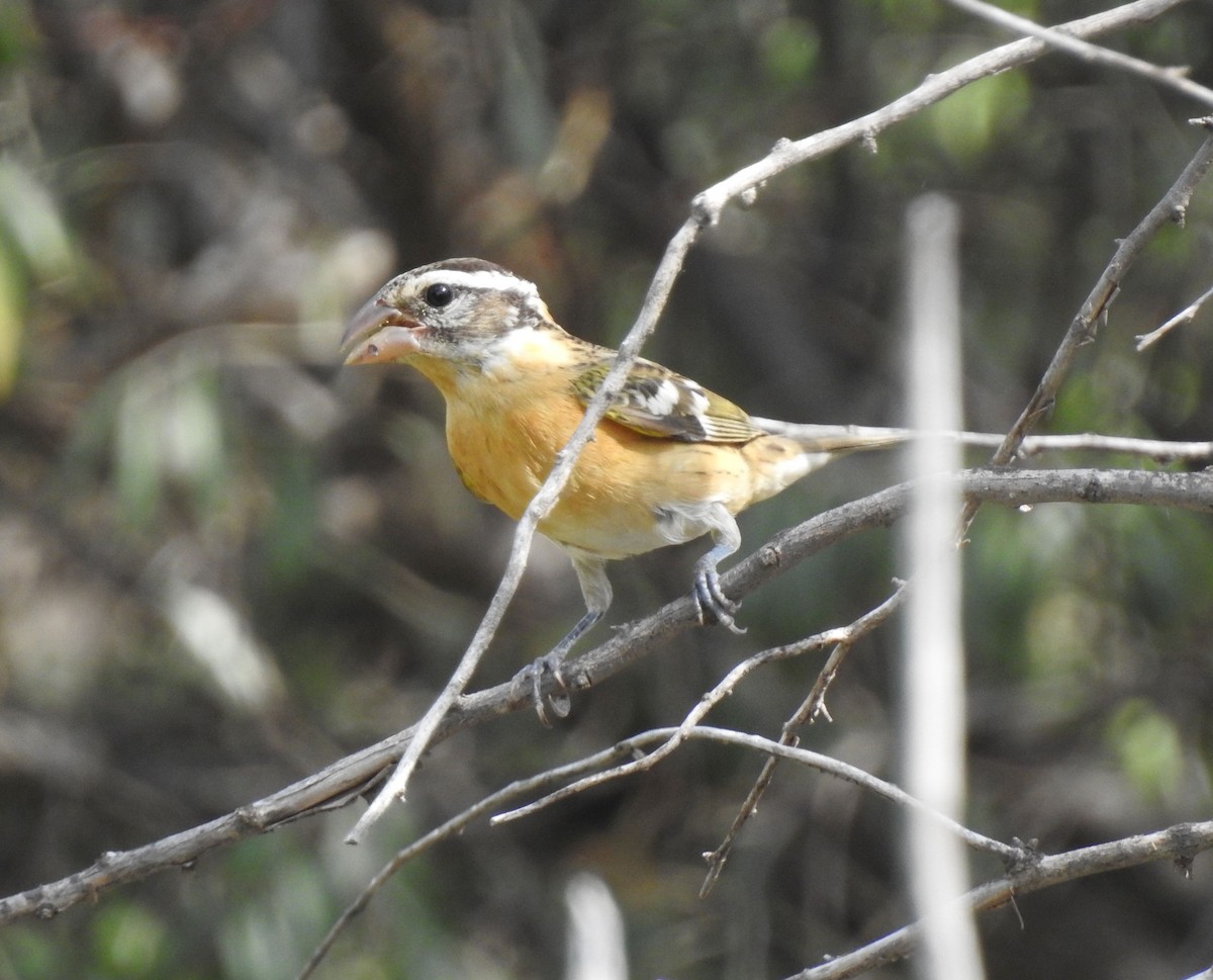 Black-headed Grosbeak - ML642258957