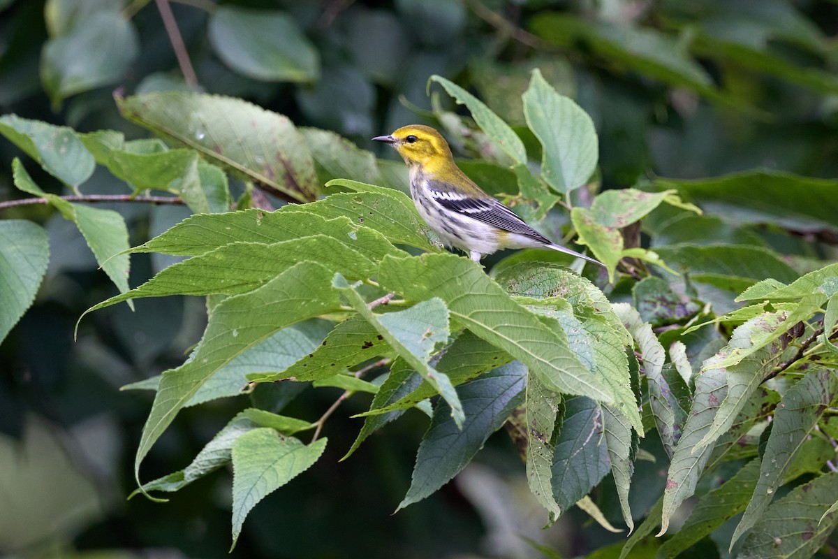 Black-throated Green Warbler - ML642258965
