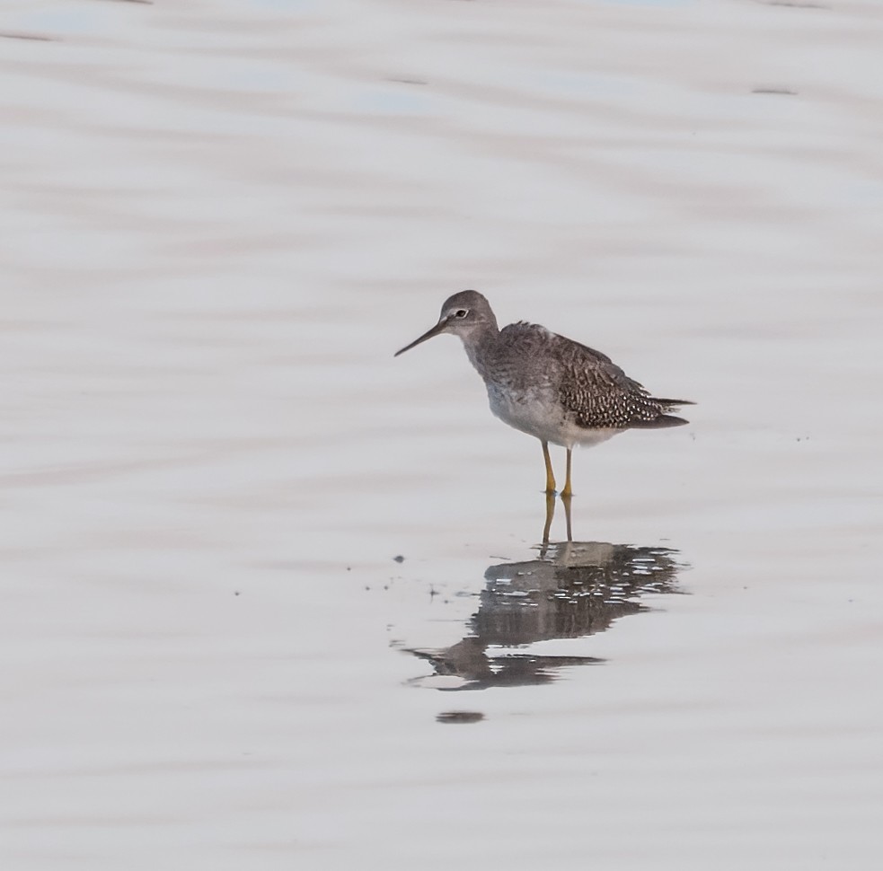 Lesser Yellowlegs - ML642258968