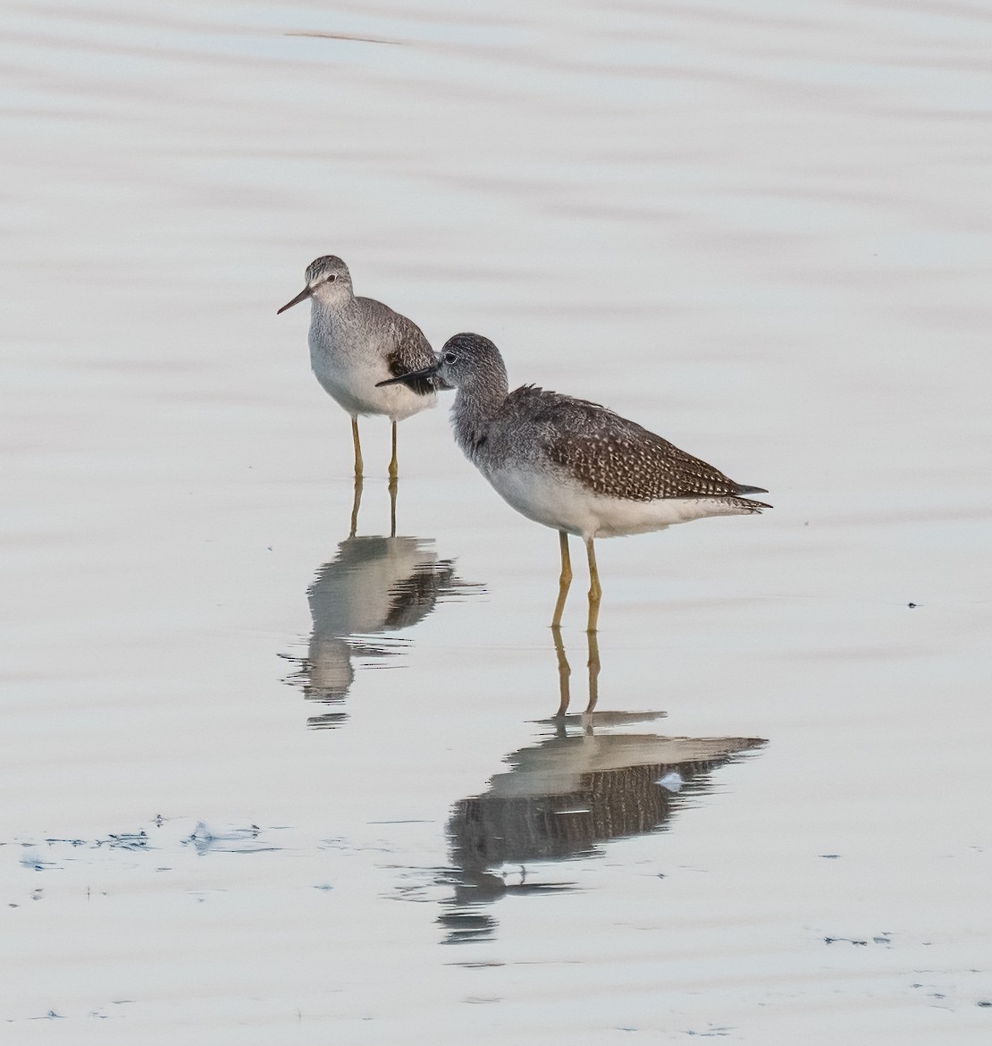 Lesser Yellowlegs - ML642258969