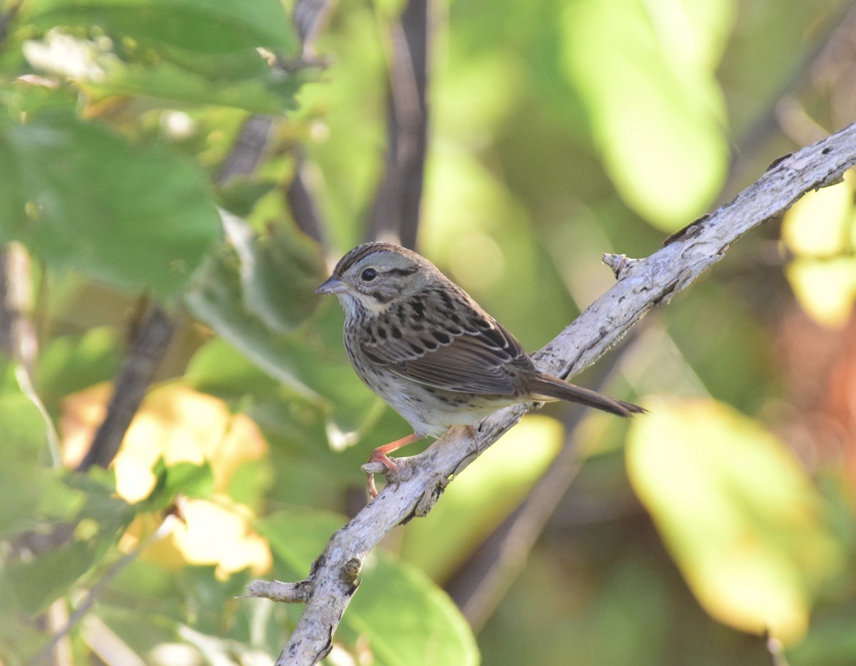 Lincolnammer - ML642258970