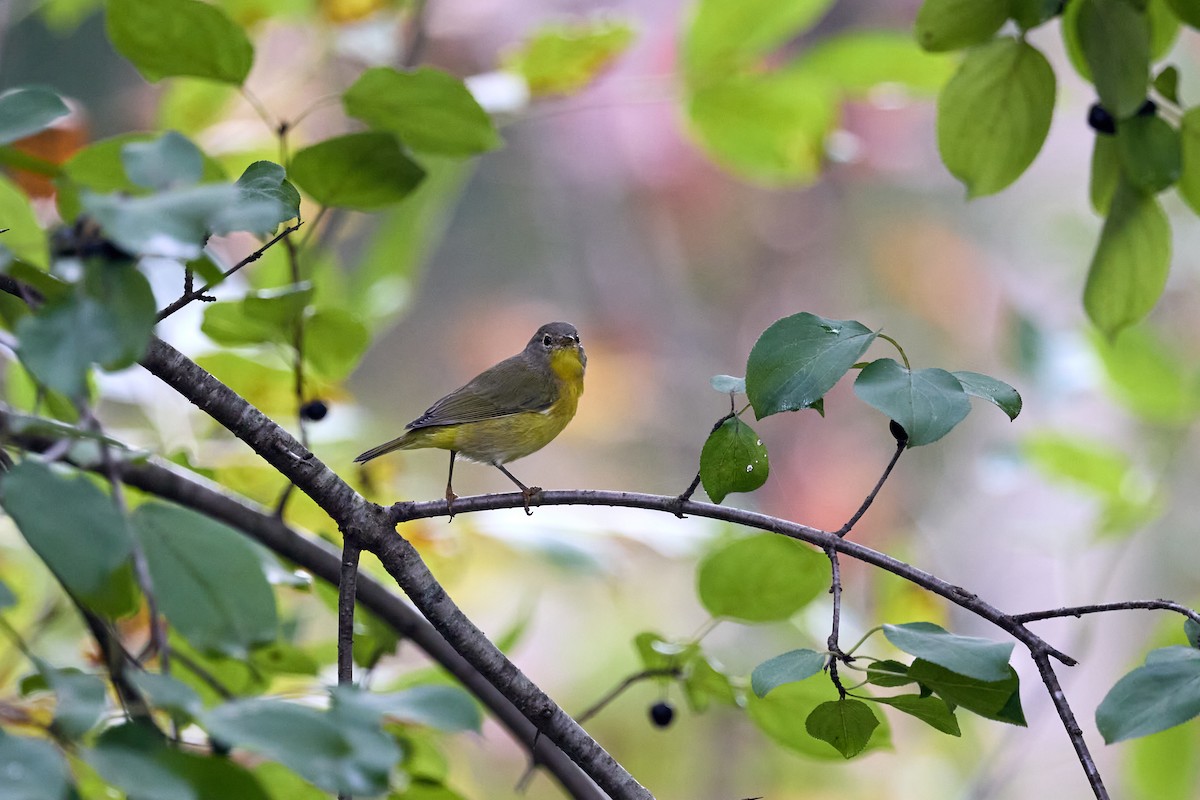 Nashville Warbler - ML642258971