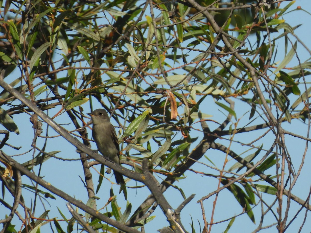 Western Wood-Pewee - ML642258976