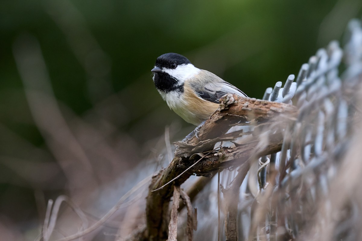 Black-capped Chickadee - ML642258980