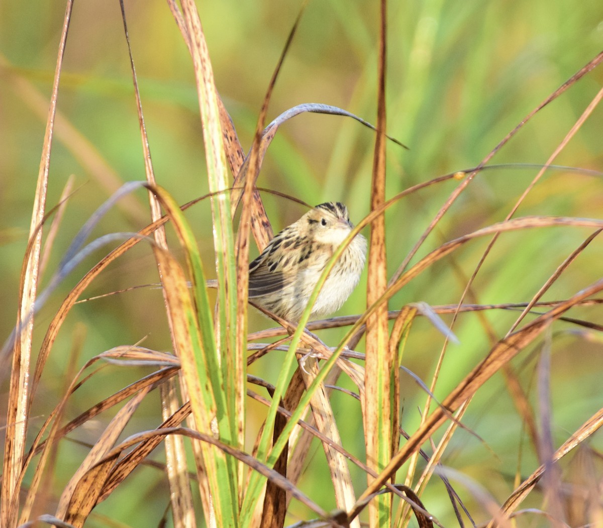 Leconteammer - ML642258988