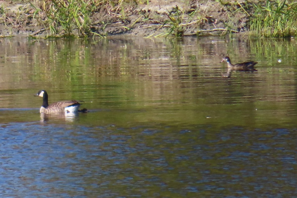 Cackling Goose - ML642258990
