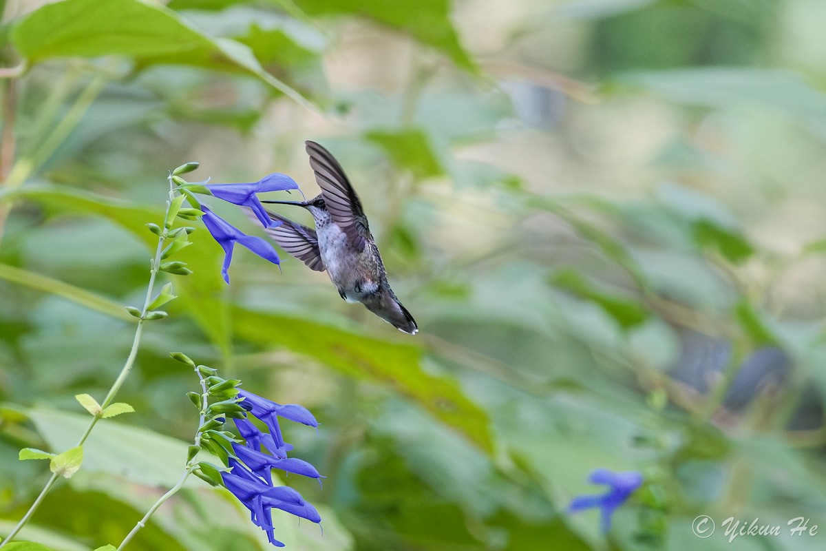 Ruby-throated Hummingbird - ML642258993