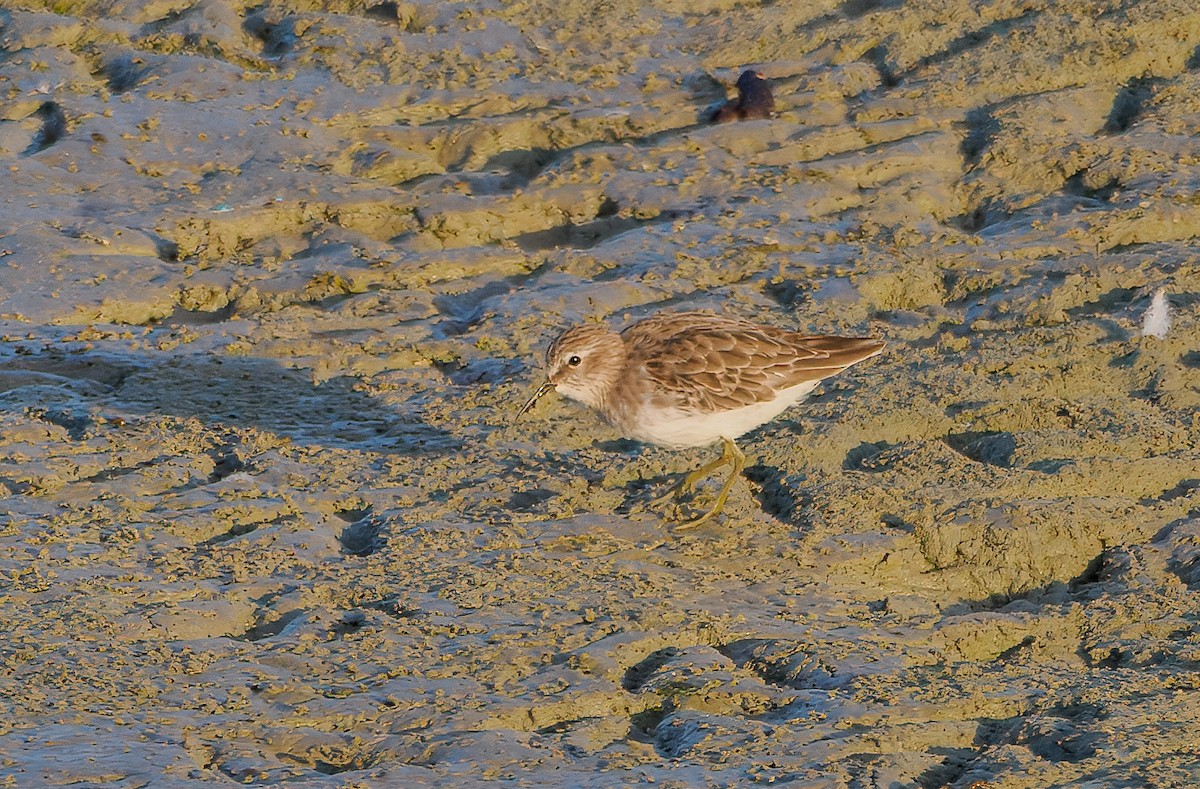 Least Sandpiper - ML642258994