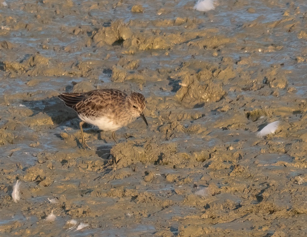 Least Sandpiper - ML642258995