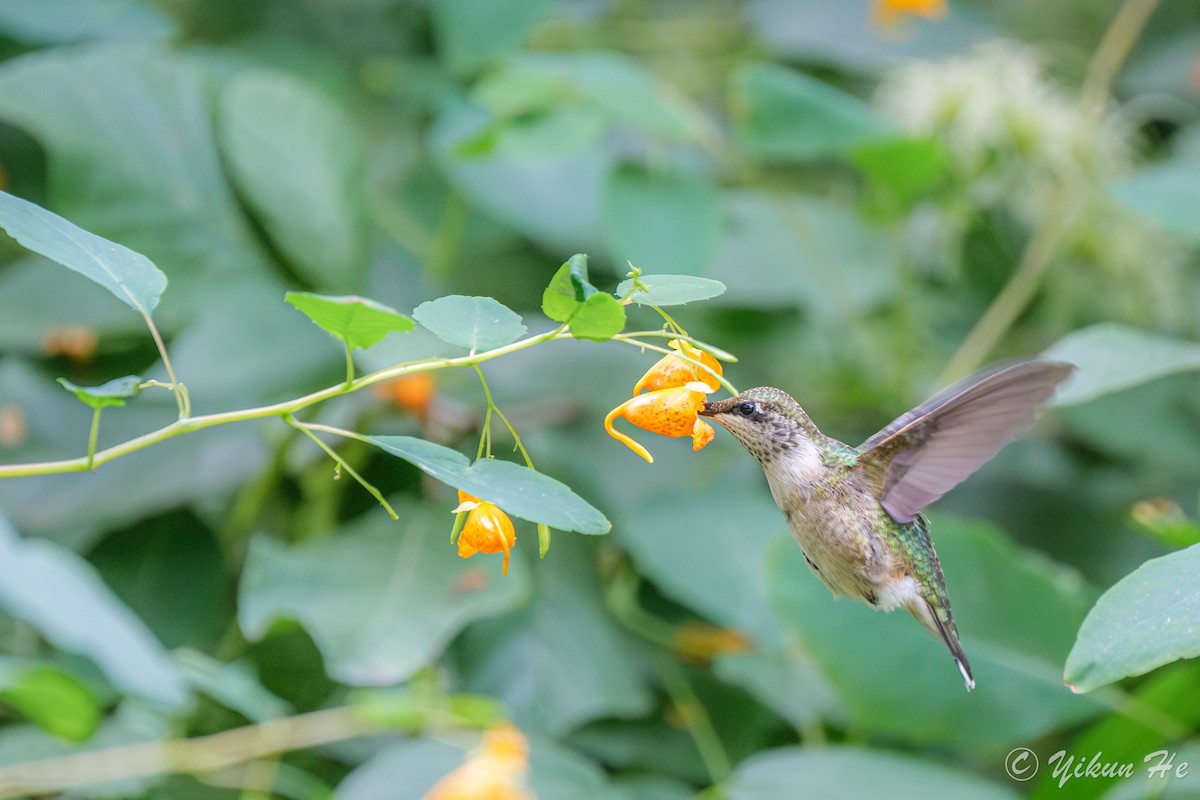 Ruby-throated Hummingbird - ML642258996