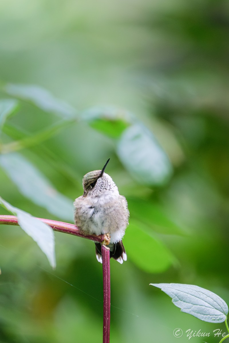 Ruby-throated Hummingbird - ML642258997